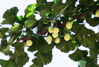 白果和銀杏果一樣嗎？白果是銀杏的果實嗎？