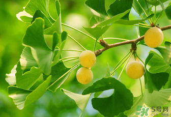 白果和銀杏果一樣嗎？白果是銀杏的果實嗎？