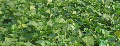 紅薯葉哺乳期可以吃嗎？紅薯葉產(chǎn)婦可以吃嗎？