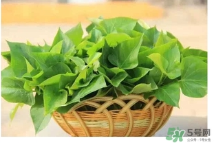 紅薯葉不能和什么一起吃？紅薯葉什么不能吃？