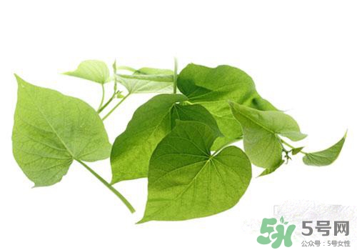 紅薯葉吃多了好嗎？紅薯葉吃多了會怎樣？