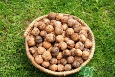 膽結(jié)石能吃核桃嗎？吃核桃能治膽結(jié)石嗎？