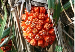 露兜果怎么吃？露兜果的功效作用