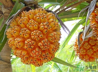 露兜果怎么吃？露兜果的功效作用