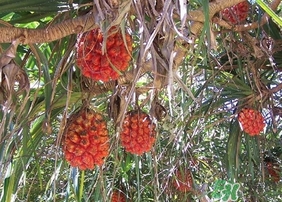 露兜果怎么吃？露兜果的功效作用