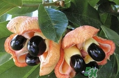 阿奇果怎么吃？阿奇果的功效作用