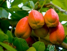 阿奇果怎么吃？阿奇果的功效作用