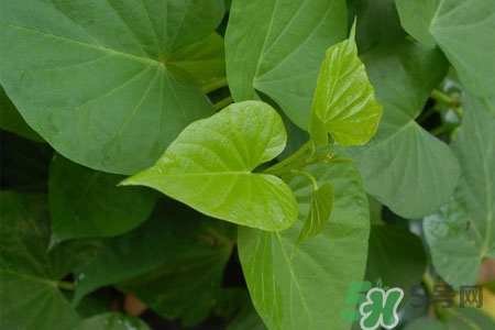 紅薯葉的營養(yǎng)價(jià)值 紅薯葉的功效與作用