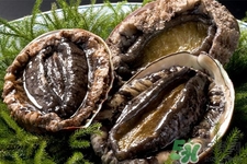 鮑魚死后可以放幾天？鮑魚死后多久不能吃？