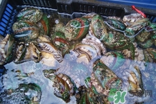 鮑魚死后可以放幾天？鮑魚死后多久不能吃？