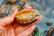 鮑魚吃多了會上火嗎？鮑魚吃多了會怎么樣嗎？