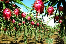 火龍果什么時(shí)間吃最好？火龍果飯前吃還是飯后吃好？