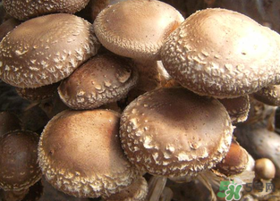 吃香菇有什么好處？吃香菇有什么壞處？