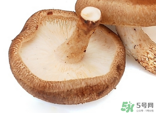 香菇根能吃嗎？香菇的根可以吃嗎？