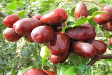 紅棗木瓜湯怎么做好吃？吃紅棗木瓜湯有什么作用？