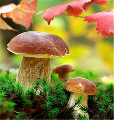 牛肝菌的營養(yǎng)價(jià)值 牛肝菌的功效與作用 牛肝菌的營養(yǎng)價(jià)值 牛肝菌的功效與作用