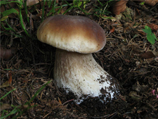 牛肝菌的營養(yǎng)價(jià)值 牛肝菌的功效與作用 牛肝菌的營養(yǎng)價(jià)值 牛肝菌的功效與作用