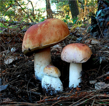 牛肝菌的營養(yǎng)價(jià)值 牛肝菌的功效與作用 牛肝菌的營養(yǎng)價(jià)值 牛肝菌的功效與作用