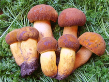 牛肝菌的營養(yǎng)價(jià)值 牛肝菌的功效與作用