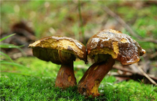 牛肝菌的營養(yǎng)價(jià)值 牛肝菌的功效與作用