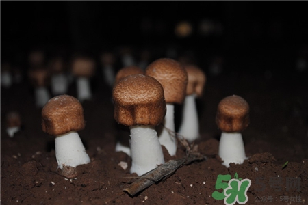 姬松茸的營養(yǎng)價(jià)值 姬松茸的功效與作用 姬松茸的營養(yǎng)價(jià)值 姬松茸的功效與作用