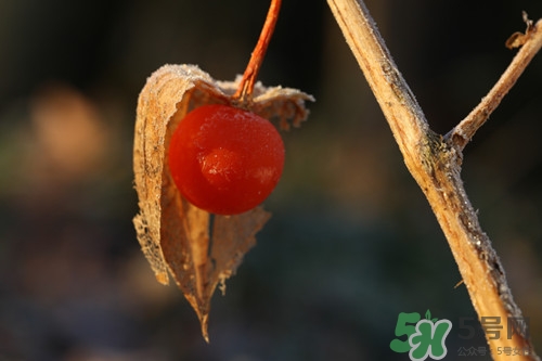 小孩能吃燈籠果嗎?小孩吃燈籠果好嗎 小孩能吃燈籠果嗎?小孩吃燈籠果好嗎