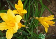 吃黃花菜會(huì)過敏嗎?吃黃花菜中毒怎么辦? 吃黃花菜會(huì)過敏嗎?吃黃花菜中毒怎么辦?