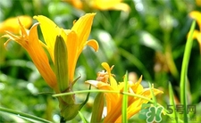 吃黃花菜會(huì)過敏嗎?吃黃花菜中毒怎么辦? 吃黃花菜會(huì)過敏嗎?吃黃花菜中毒怎么辦?