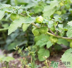 燈籠果不能和什么一起吃？燈籠果什么人不能吃？