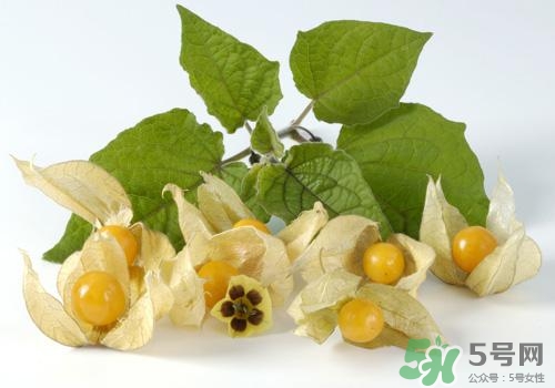 燈籠果是姑娘果嗎？燈籠果和姑娘果的區(qū)別