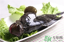 石斑魚的營養(yǎng)價值 石斑魚的功效與作用 石斑魚的營養(yǎng)價值 石斑魚的功效與作用