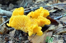 雞油菌的營養(yǎng)價值 雞油菌的功效與作用 雞油菌的營養(yǎng)價值 雞油菌的功效與作用