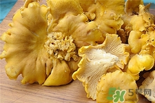 雞油菌的營養(yǎng)價值 雞油菌的功效與作用 雞油菌的營養(yǎng)價值 雞油菌的功效與作用