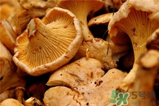 雞油菌的營養(yǎng)價值 雞油菌的功效與作用