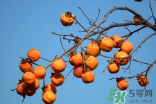 喝白酒能吃柿子嗎？喝白酒為什么不能吃柿子？