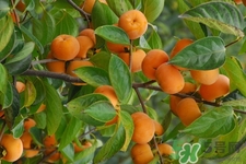 喝白酒能吃柿子嗎？喝白酒為什么不能吃柿子？