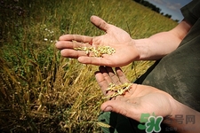 粗糧和細(xì)糧哪個(gè)好消化?粗糧和細(xì)糧的區(qū)別 粗糧和細(xì)糧哪個(gè)好消化?粗糧和細(xì)糧的區(qū)別