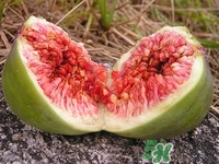 無花果可以治痔瘡嗎?無花果治痔瘡的方法介紹 無花果可以治痔瘡嗎?無花果治痔瘡的方法介紹