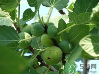 無花果可以治痔瘡嗎?無花果治痔瘡的方法介紹 無花果可以治痔瘡嗎?無花果治痔瘡的方法介紹