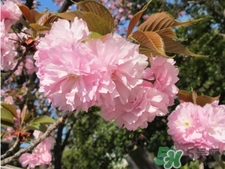 dhc是哪個國家的品牌？dhc是什么品牌的化妝品