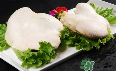 白靈菇的營(yíng)養(yǎng)價(jià)值 白靈菇的功效與作用 白靈菇的營(yíng)養(yǎng)價(jià)值 白靈菇的功效與作用