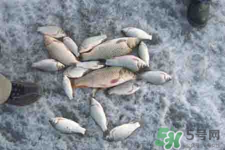 立冬釣魚如何防止小魚鬧窩？立冬前后怎樣釣魚？