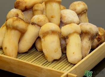 松口蘑的營(yíng)養(yǎng)價(jià)值 松口蘑的功效作用 松口蘑的營(yíng)養(yǎng)價(jià)值 松口蘑的功效作用