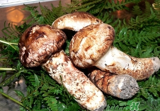 松口蘑的營(yíng)養(yǎng)價(jià)值 松口蘑的功效作用 松口蘑的營(yíng)養(yǎng)價(jià)值 松口蘑的功效作用