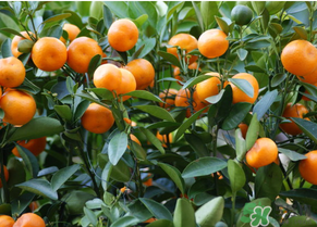 金錢橘孕婦能吃嗎？孕婦可以吃金錢橘嗎？