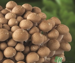 真姬菇的營(yíng)養(yǎng)價(jià)值 真姬菇的功效與作用 真姬菇的營(yíng)養(yǎng)價(jià)值 真姬菇的功效與作用