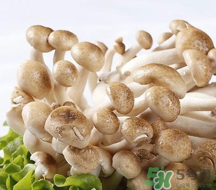 真姬菇的營(yíng)養(yǎng)價(jià)值 真姬菇的功效與作用 真姬菇的營(yíng)養(yǎng)價(jià)值 真姬菇的功效與作用