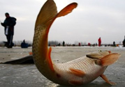 冬天釣魚用什么餌料？冬天釣魚用什么小藥？