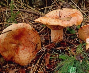 松乳菇的營(yíng)養(yǎng)價(jià)值 松乳菇的功效