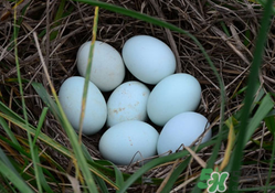 綠殼雞蛋多少錢一個？綠殼雞蛋多少錢一斤？